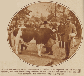 873727 Afbeelding van slager A. den Hertog (Kanaalstraat 213) te Utrecht, bij een door hem gekochte koe op de eendaagse ...